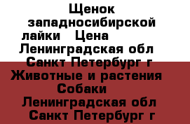 Щенок западносибирской лайки › Цена ­ 15 000 - Ленинградская обл., Санкт-Петербург г. Животные и растения » Собаки   . Ленинградская обл.,Санкт-Петербург г.